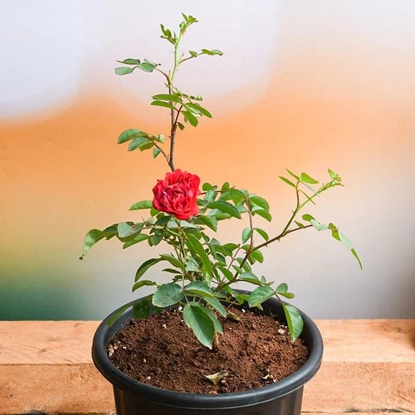 Red Grey Rose Flower Seeds for Planting – Heirloom, Non-GMO, High Germination Organic Garden Seeds