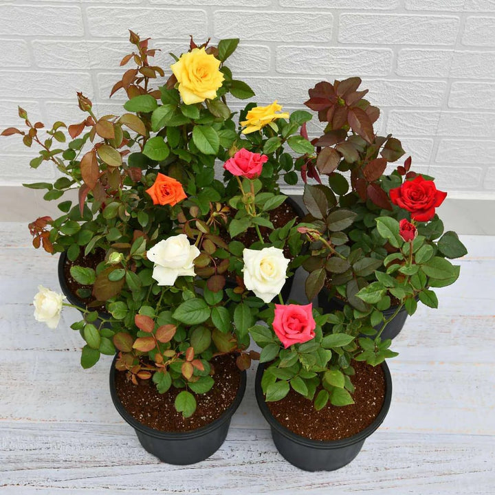 Mixed Colour Rose Balcony Flower Seeds for Planting – Heirloom, Non-GMO, Seasonal Bloomer, High Germination
