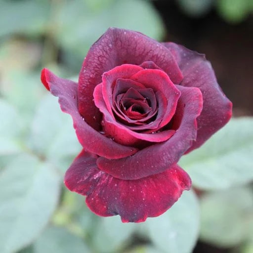 Maroon Rose Flower Seeds for Planting – Fragrant Blossoms, Heirloom & Non-GMO, High Germination Organic Garden Seeds