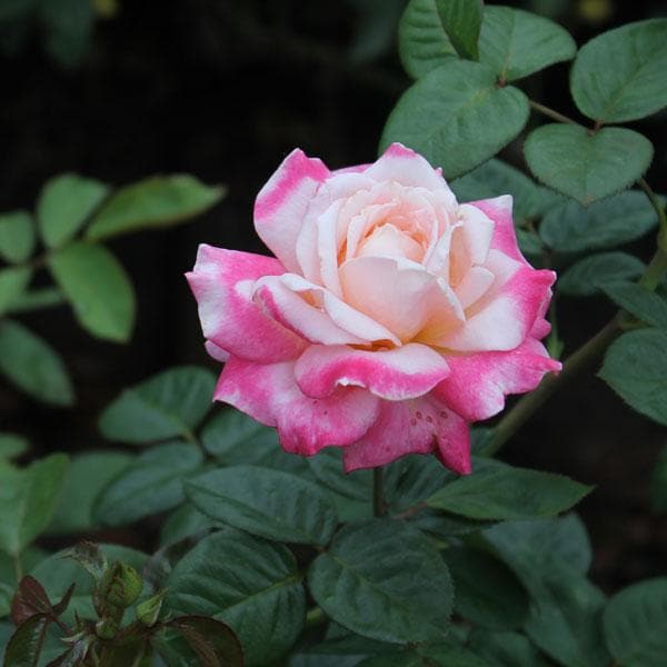Pink White Rose Flower seeds for Planting – Premium Quality Heirloom & Non-GMO Seeds for Home Garden