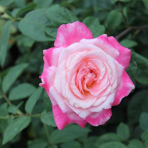 Pink White Rose Flower seeds for Planting – Premium Quality Heirloom & Non-GMO Seeds for Home Garden