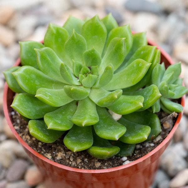 Green Succulent Flower Seeds for Planting – Shade Tolerant, Heirloom & Non-GMO Seeds for Home Garden