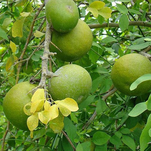 Aegle Marmelos Seeds – Heirloom Non‑GMO Medicinal Fruit Tree Garden Seeds for Planting