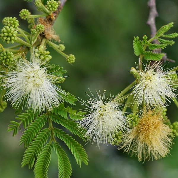 Albizia Flower Seeds for Planting Mixed Colour – Heirloom, Non-GMO, High Germination Organic Garden Seeds