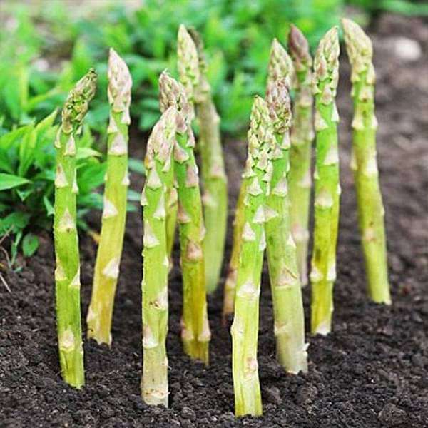 Asparagus Vegetable Seeds for Planting – Heirloom & Non-GMO Garden Seeds
