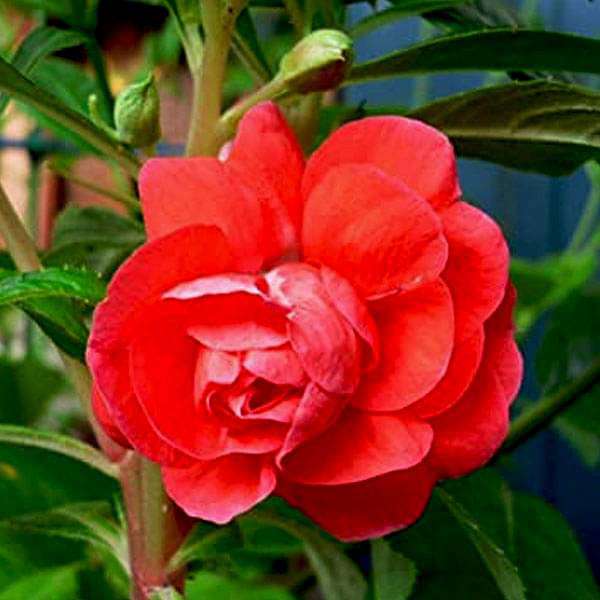 Balsamine Rose Flower Seeds for Planting Red – Shade Tolerant, Heirloom, Non-GMO, High Germination Organic Garden Seeds