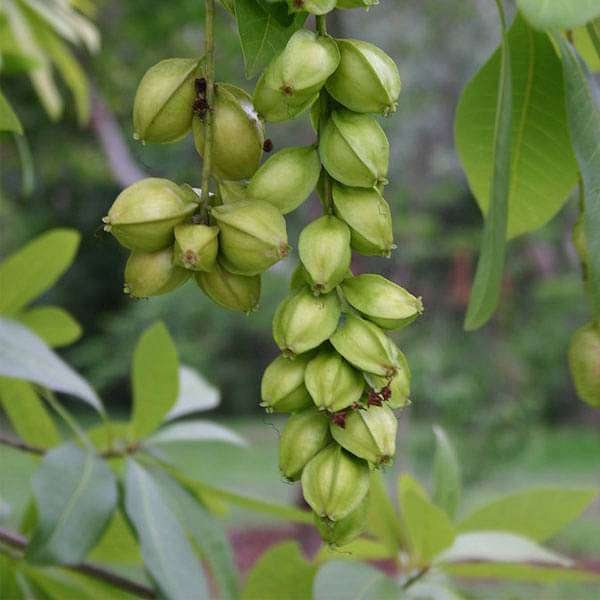 Acutangula Seeds for Planting – Heirloom Non-GMO Ridge Gourd Vegetable – Organic Garden Seeds, High Germination
