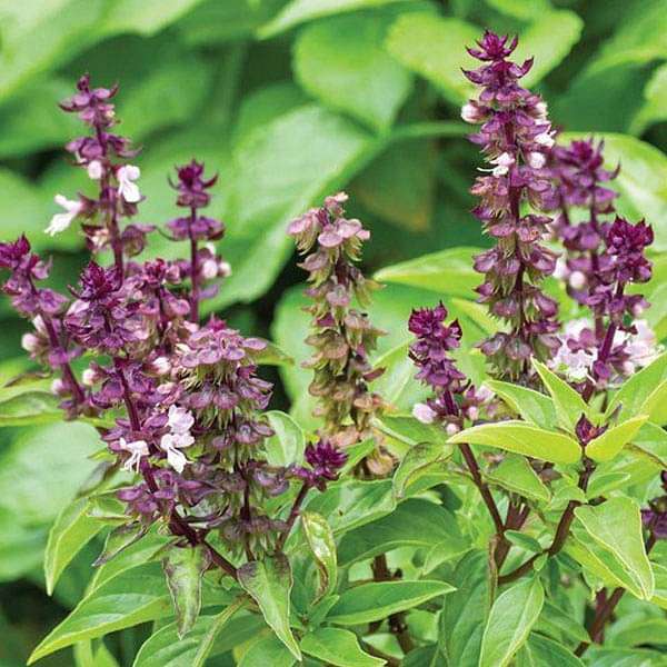 Lemon Basil Herb Seeds for Planting – Heirloom & Non-GMO Seeds for Fragrant Kitchen Gardens