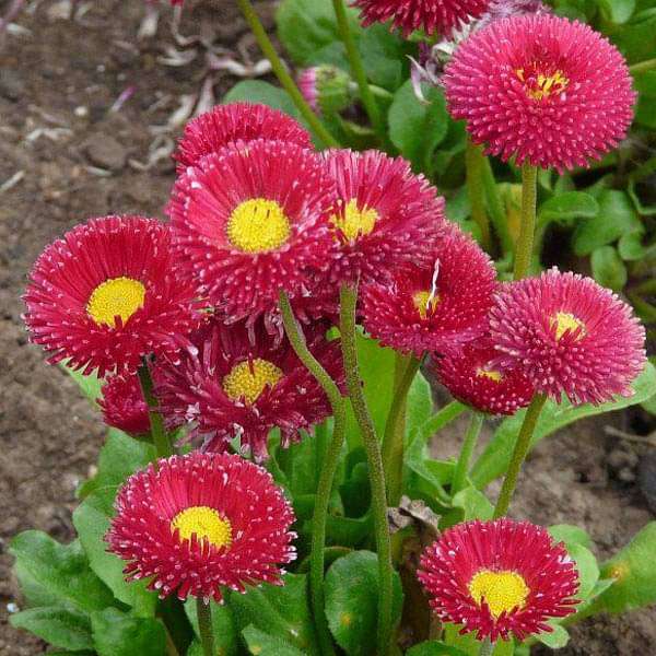 Red Bellis Flower Seeds for Planting – Heirloom Non-GMO, High Germination Organic Garden Seeds