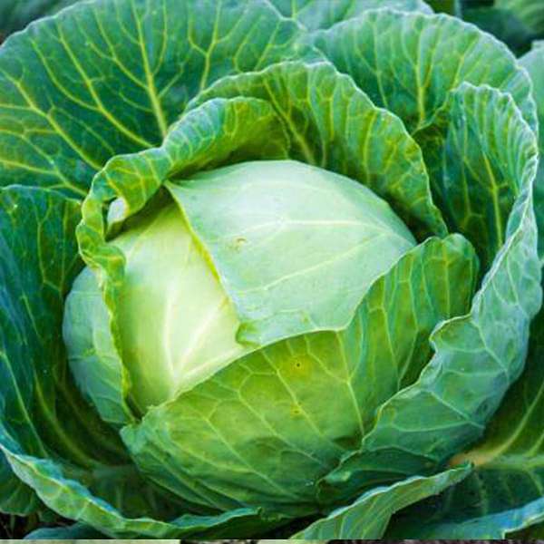 Cabbage Seeds for Planting – Heirloom, Non-GMO, Crisp Leafy Vegetable – High Germination