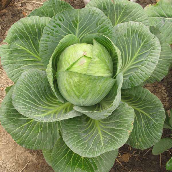 Cabbage Seeds for Planting – Heirloom, Non-GMO, Crisp Leafy Vegetable – High Germination
