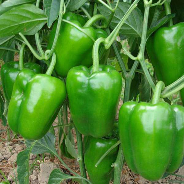 Green Plaza Pepper Vegetable Seeds for Planting – Heirloom & Non-GMO Seeds for Sweet, Crisp Salad Peppers