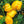 Yellow Bell Pepper Seeds for Planting – Heirloom Non-GMO Sweet Vegetable – Organic Garden Seeds, High Germination