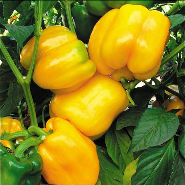 Yellow Bell Pepper Seeds for Planting – Heirloom Non-GMO Sweet Vegetable – Organic Garden Seeds, High Germination