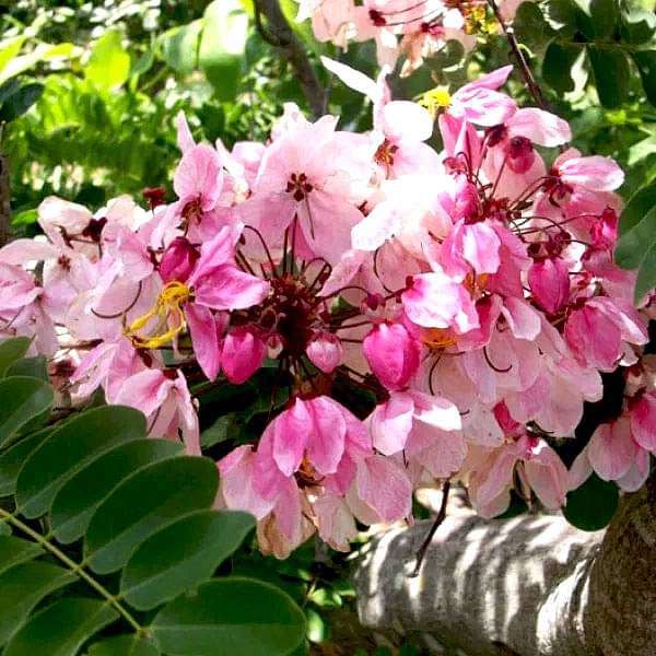 Javanica Flower Seeds for Planting – Fragrant Heirloom Non-GMO, High Germination Organic Garden Seeds