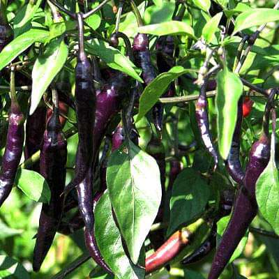 Black Chili Seeds for Planting – Heirloom, Non-GMO, High Germination, Intense Heat & Deep Color