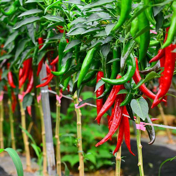 Red Chile Vegetable Seeds for Planting – Heirloom & Non-GMO Chili Seeds