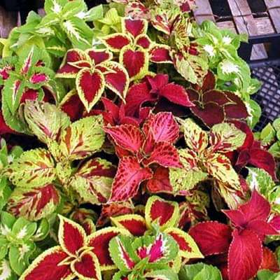 Coleus Flower Seeds for Planting – Fragrant Blossoms, Heirloom, Non-GMO, High Germination Garden Seeds