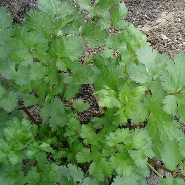 Coriander Herb Seeds for Planting – Heirloom & Non-GMO Seeds for Culinary and Medicinal Herb Gardens