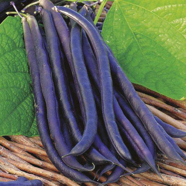 Purple Stallard Bean Vegetable Seeds for Planting – Heirloom & Non-GMO Seeds for Colorful, Flavorful Harvests