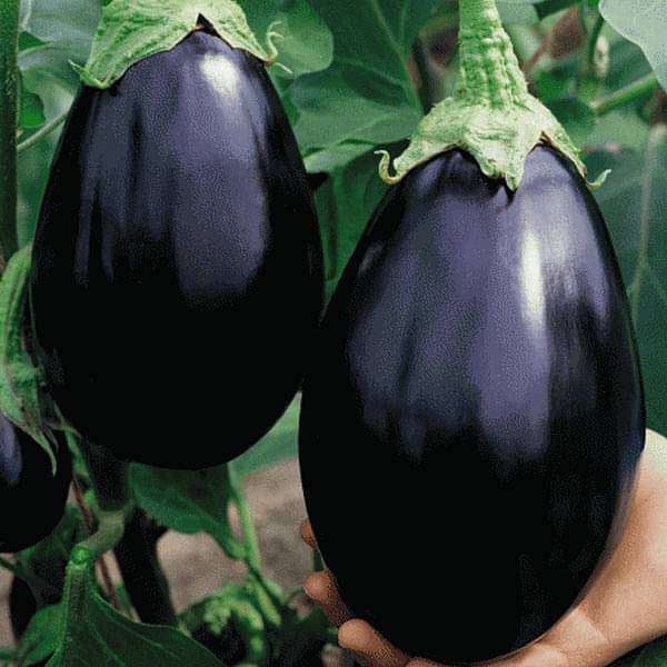 Eggplant Seeds – Heirloom Non-GMO Rich-Flavored Vegetable Seeds for Planting, Organic Garden Seeds, High Germination
