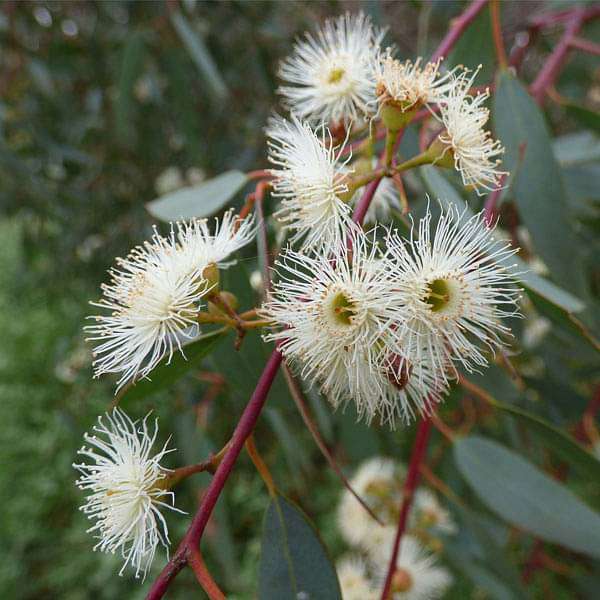 Eucalyptus Flower Seeds for Planting – Heirloom Non-GMO Seeds, High Germination for Organic Garden