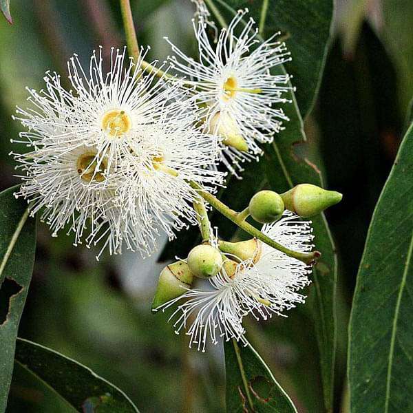 Eucalyptus Flower Seeds for Planting – Heirloom Non-GMO Seeds, High Germination for Organic Garden