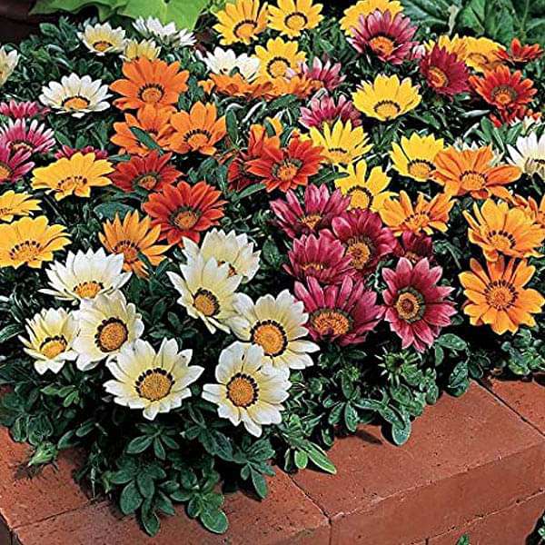 Multi-Color Gazania Flower Seeds for Planting – Heirloom, Non-GMO, Vibrant, High Germination Seeds