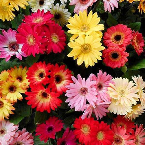 Gerbera Flower Seeds for Planting Mixed Colour – Heirloom, Non-GMO, High Germination Organic Garden Seeds