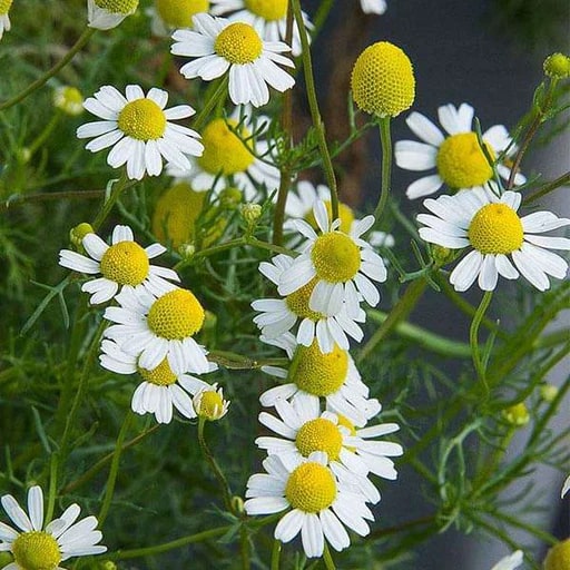 Chamomile Flower Seeds for Planting – Heirloom, Non-GMO, High Germination Organic Garden Seeds