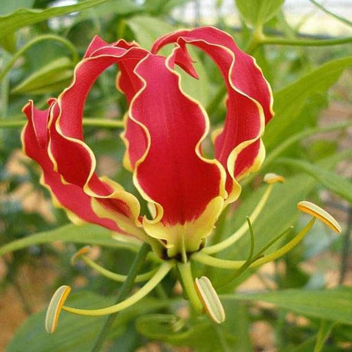 Yellow Red Gloriosa Superba Flower Seeds for Planting – Heirloom Non-GMO, High Germination Organic Garden Seeds