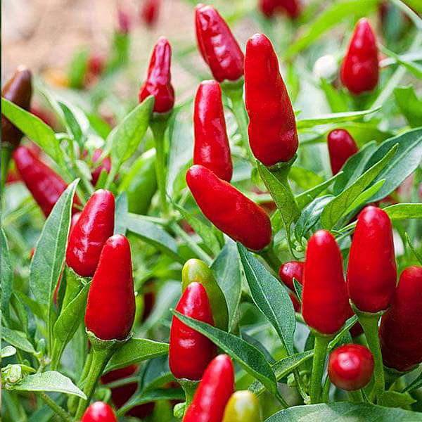 Spicy Hot Pepper Seeds – Heirloom Non-GMO Bold Chili Vegetable Garden Seeds for Planting