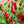 Apache Chili Pepper Seeds for Planting – Heirloom, Non-GMO, High Germination Organic Garden Seeds for Compact, Fiery-Yield Plants