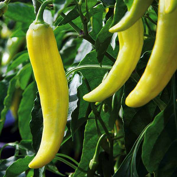 Banana Pepper Seeds for Planting – Heirloom, Non-GMO, Organic Garden Seeds, High Germination, Tangy Peppers for Pickling & Grilling