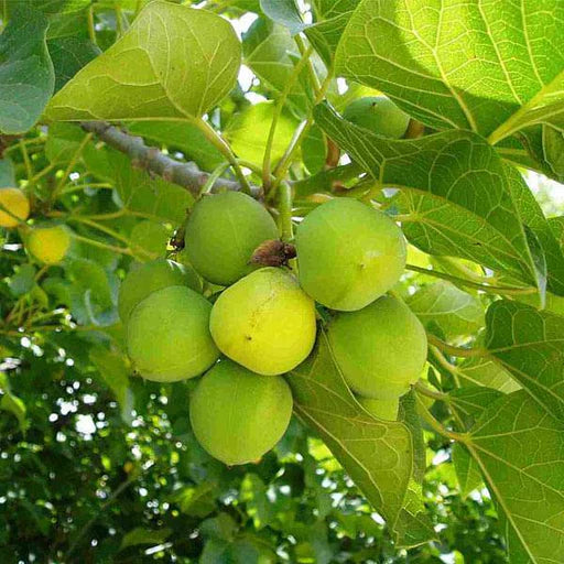 plant jatropha seeds Jatropha Fruit Seeds for Planting – Heirloom Non-GMO Tropical Ornamental Tree Seeds