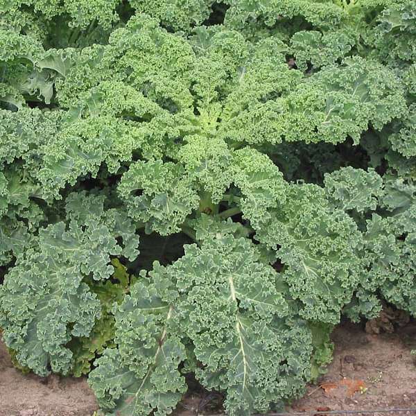Green Kale Vegetable Seeds for Planting – Heirloom & Non-GMO Garden Seeds
