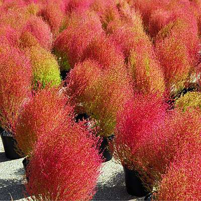Red Burning Bush Flower Seeds for Planting – Heirloom Non-GMO, High Germination Organic Garden Seeds