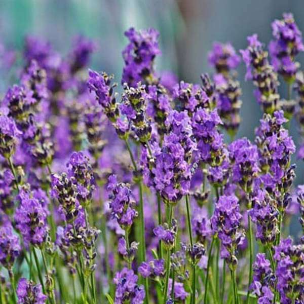 Violet Lavender Flower Seeds for Planting – Long Bloom Season, Heirloom, Non-GMO, High Germination