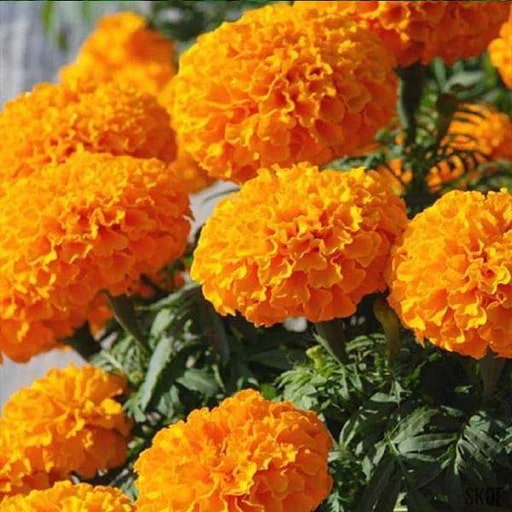 Orange Marigold Flower Seeds for Planting – Heirloom Non-GMO, High Germination Organic Garden Seeds