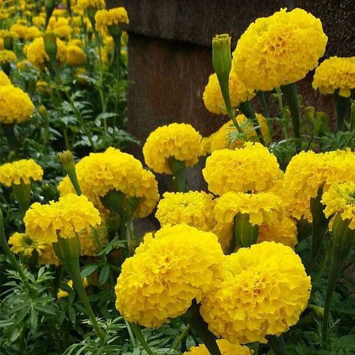 Yellow Marigold Flower Seeds for Planting – Fragrant Blossoms, Heirloom, Non-GMO, High Germination Organic Garden Seeds