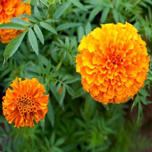Marigold Flower Seeds for Planting Red Orange – Wildflower Mix, Heirloom, Non-GMO, High Germination Organic Garden Seeds