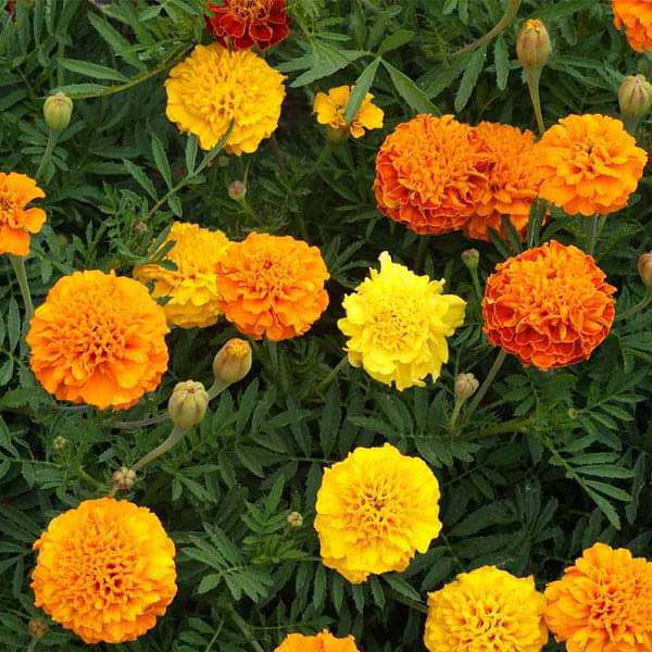 Marigold Flower Seeds for Planting Multi-Colour – Heirloom, Non-GMO, High Germination Organic Garden Seeds