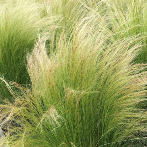 Green Tenuissima Plant Seeds for Planting – Heirloom & Non-GMO Seeds for Fine-Textured Ornamental Foliage