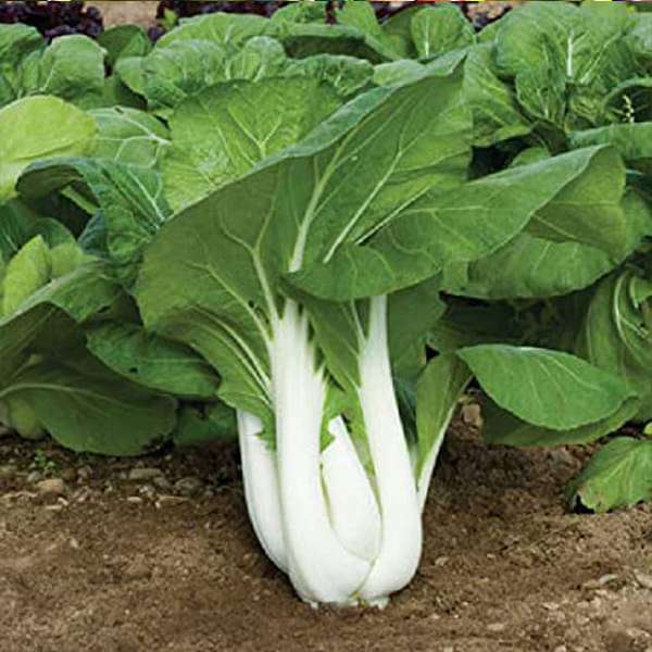 Dwarf Pak Choi Vegetable Seeds for Planting – Heirloom, Non-GMO Vegetable Seeds