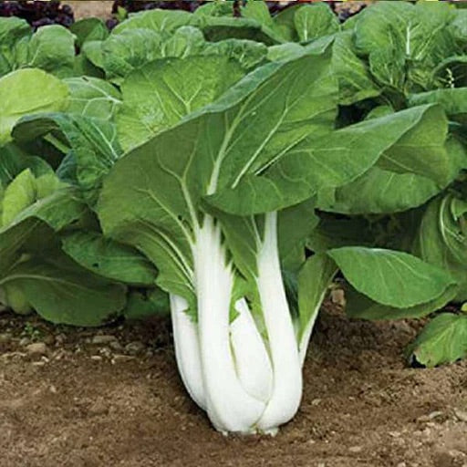 Pak Choi Vegetable Seeds for Planting – Heirloom & Non-GMO Garden Seeds