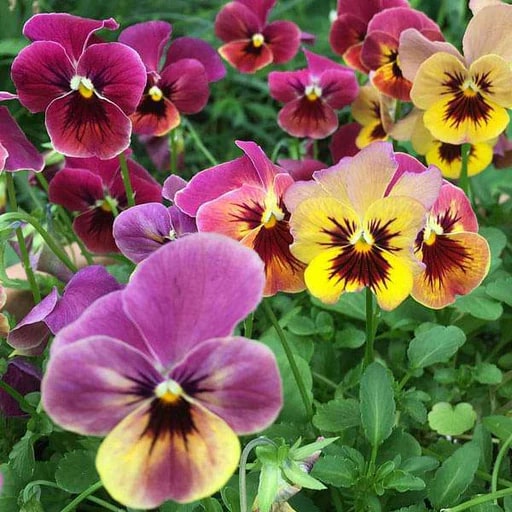 Mixed Colors Pansy Flower Seeds for Planting – Sun Loving Heirloom Non-GMO, High Germination Organic Garden Seeds
