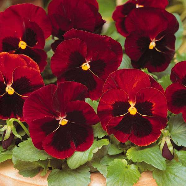 Red Pansy Flower Seeds for Planting – Heirloom, Non-GMO, High Germination Organic Garden Seeds