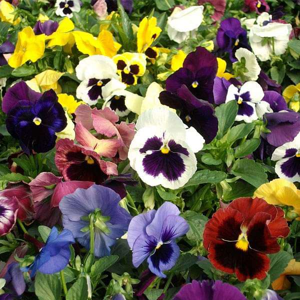 Mixed Pansy Swiss Flower Seeds for Planting – Heirloom Non-GMO, High Germination Organic Garden Seeds