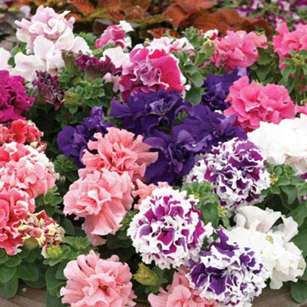 Double Oblique Petunia Flower Seeds for Planting - Heirloom, Non-GMO, High Germination Organic Garden Seeds