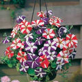 Ultra Star Petunia Violacea Flower Seeds for Planting - Heirloom, Non-GMO, High Germination Organic Garden Seeds